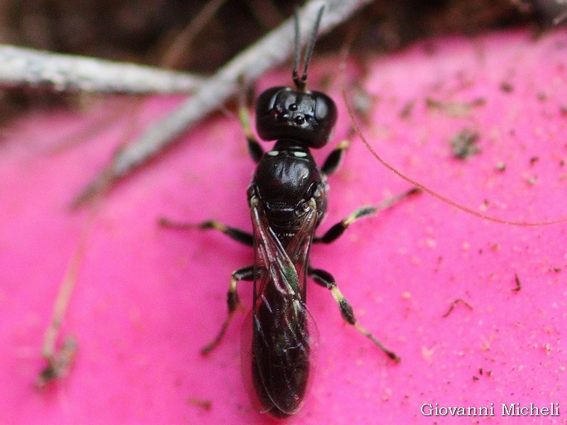 Micro Sphecidae ? Quasi, Crabonidae, Crossocerus sp. (cfr.)